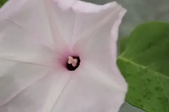 light pink flower