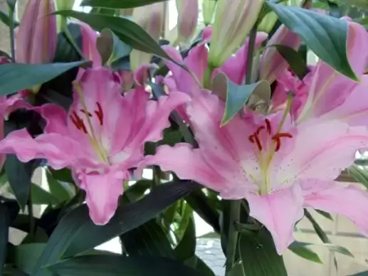 light pink lilies