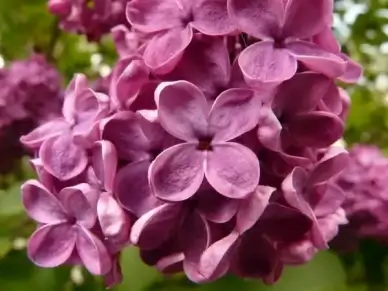 lilac common lilac ornamental shrub