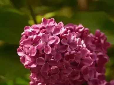 lilac common lilac ornamental shrub