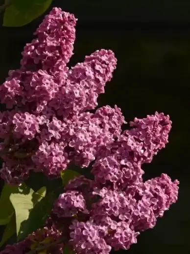 lilac common lilac ornamental shrub