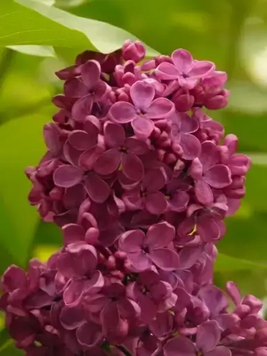 lilac common lilac ornamental shrub