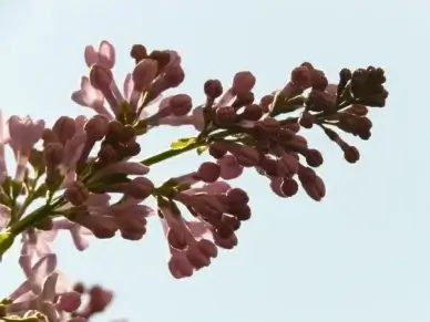 lilac common lilac ornamental shrub