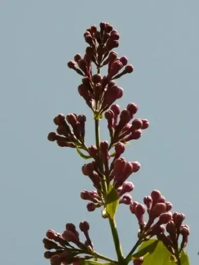 lilac common lilac ornamental shrub