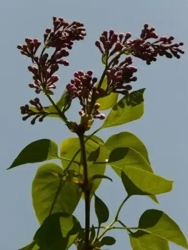 lilac common lilac ornamental shrub