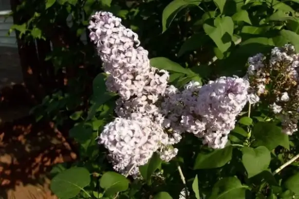 lilac flower
