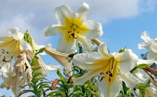 lilies