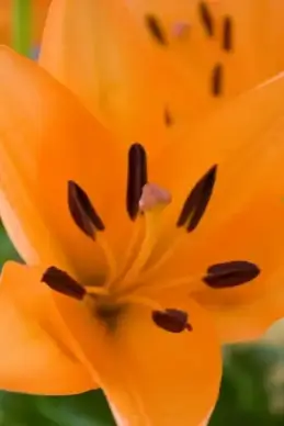 lilies