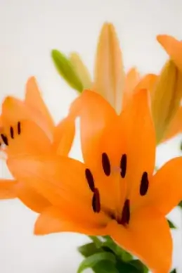 lilies