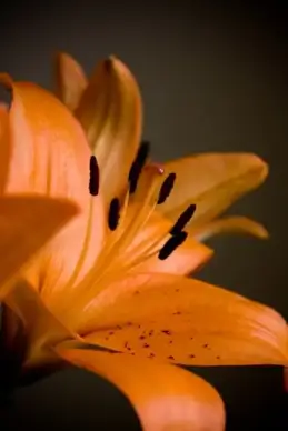 lilies