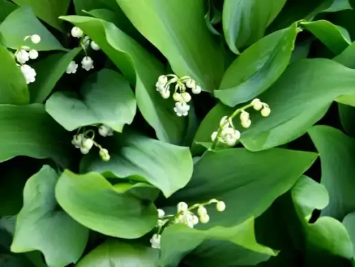 lilies of the valley