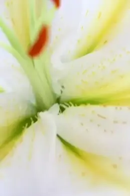 lily
