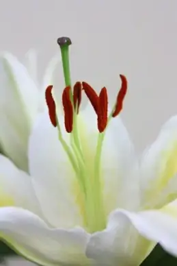 lily