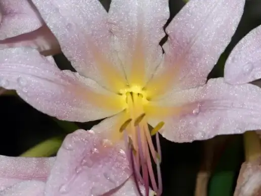 lily