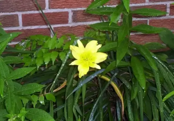 lily