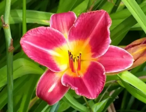 lily