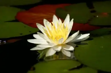 lily