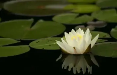 lily