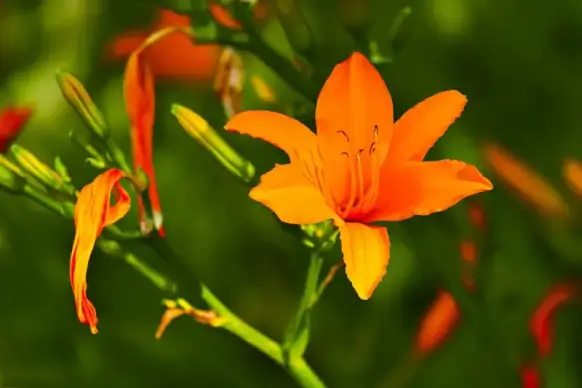 lily backdrop picture blooming scene 