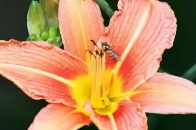 lily flower pink
