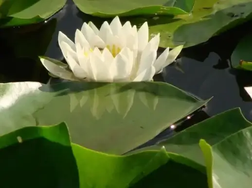 lily pad