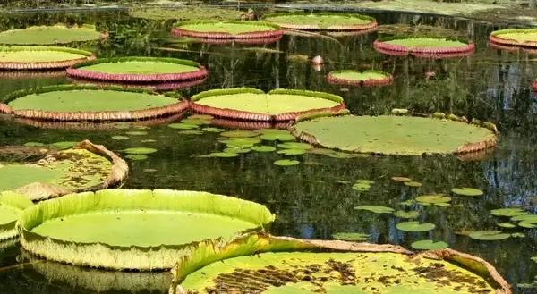 lily pads pond pool