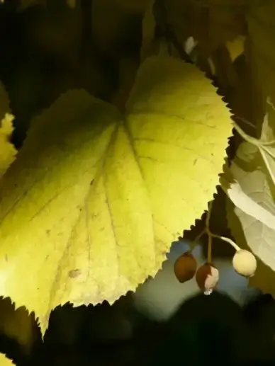 lime leaf linde light