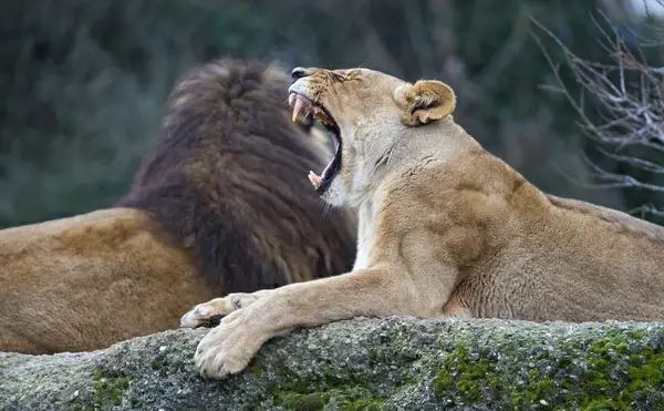lion and lioness