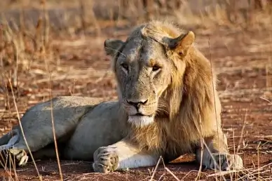 lion panthera leo