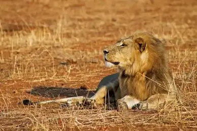lion panthera leo
