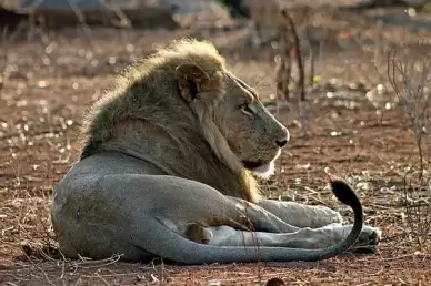 lion panthera leo