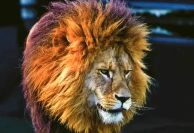 lion picture elegant contrast 
