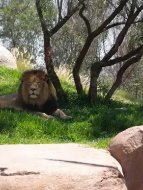 lion roar