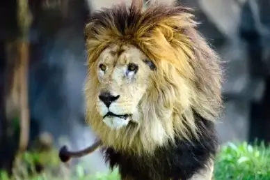 lion stalking