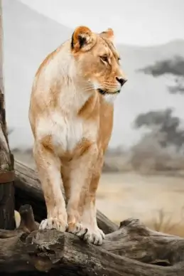 lioness profile
