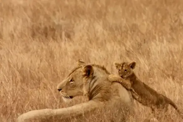 lions