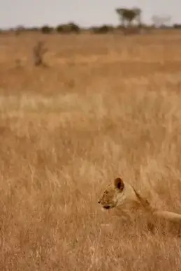 lions