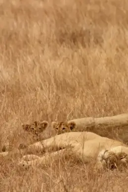 lions