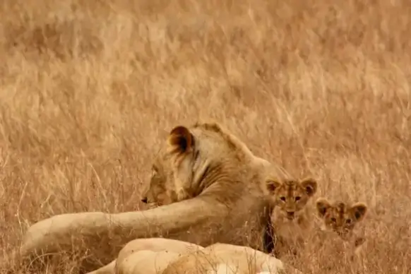 lions