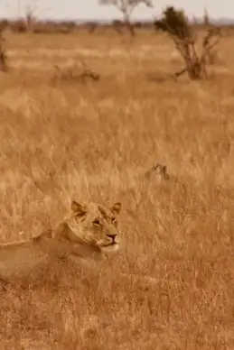 lions