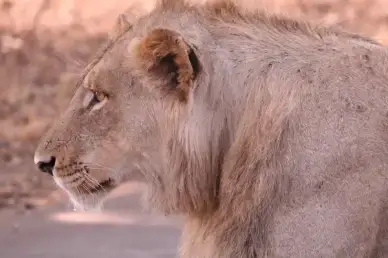 lions