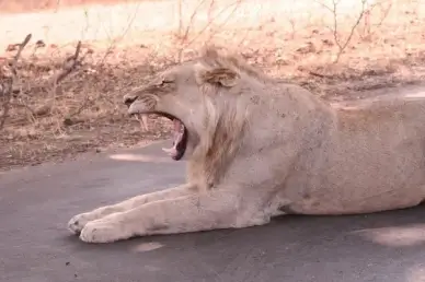 lions