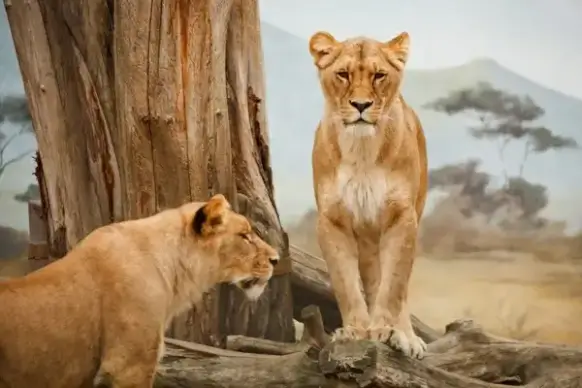 lions standing