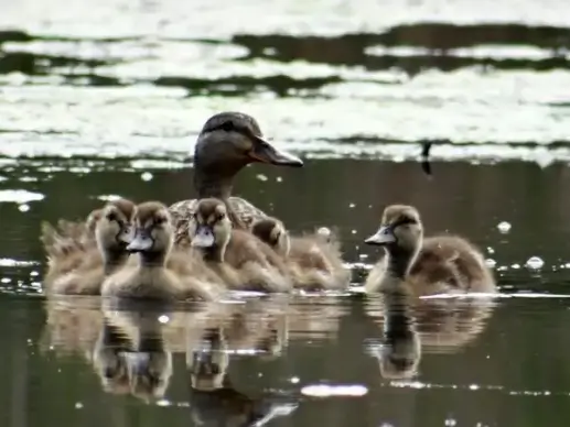 little ducklings and mommy