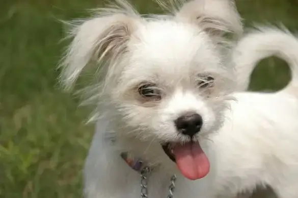 little white dog