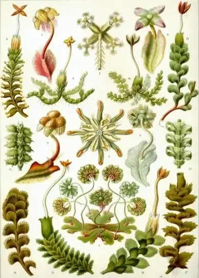 liverworts moss brunnenlebermoos