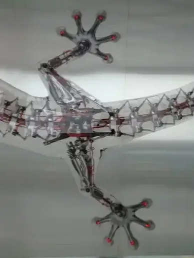 lizard frame feet