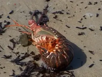 lobster cancer pet armor