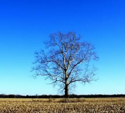 lone tree