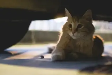 lonely cat